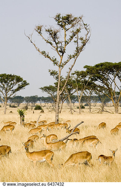 Gruppe von Uganda-Kobs (Kobus kob thomasi) in der Trockensavanne bei Ishasha Queen Elizabeth National Park Uganda Afrika