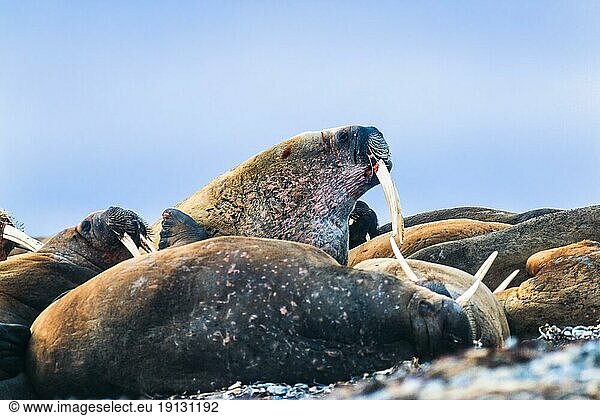 Gruppe von Walrossen am Strand von Svalbard  Svalbard