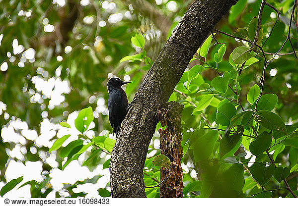 Guadeloupe woodpecker (Melanerpes herminieri) on a trunk  Guadeloupe National Park
