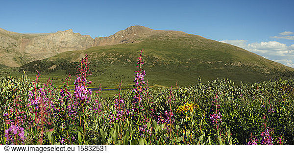 Guanella Pass Colorado in Summer with Wildflowers Mountains and 14ers