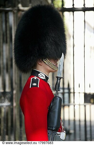 Guardsman of the Scots Guards in ceremonial uniform  The Mall  City of Westminster  London  England  United Kingdom  Europe