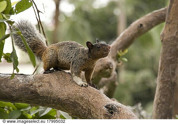 Guayaquilhörnchen (Sciurus stramineus)  Nagetiere  Säugetiere  Tiere  Guayaquil Squirrel from Ecuador south America