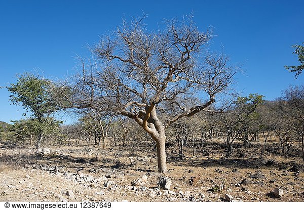 Guggal (Commiphora wightii) in karger Landschaft  Kaokoveld  Namibia  Afrika