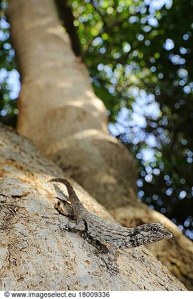 Guichard's Rock Gecko (Pristurus guichardi) erwachsen  auf einem Ast sitzend  Sokotra  Jemen  Asien