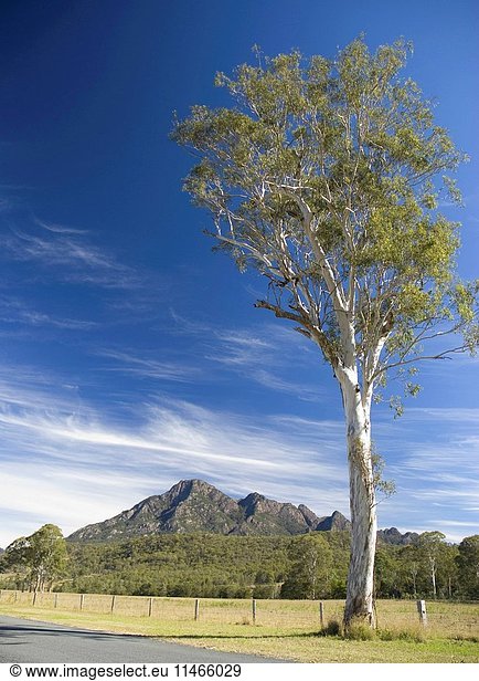 Gumtree  Eucalyptus sp  isolated tree in rural landscape  Mount Barney National Park  Border Ranges  southeast Queensland  Australia. (Photo by: Auscape/UIG)