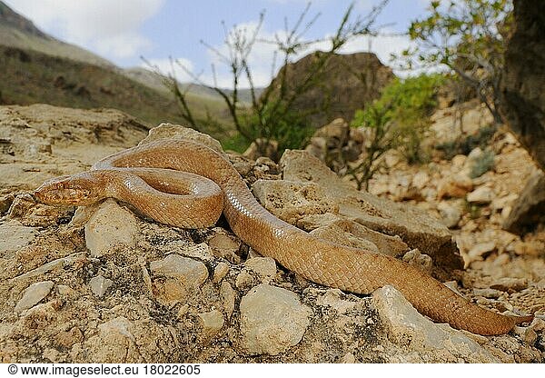 Gunther's Racer (Ditypophis vivax) adult  auf Felsen ruhend im Habitat  Sokotra  Jemen  Januar  Asien