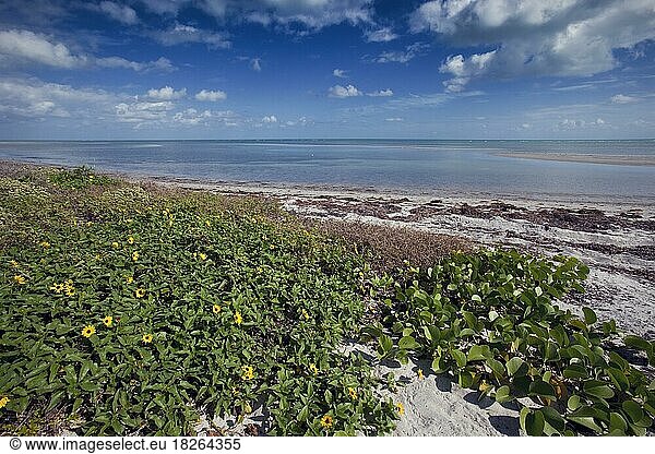 Gurkenblättrige Sonnenblume  Helianthus debilis  Florida Beach  Key Biscayne  USA  Nordamerika
