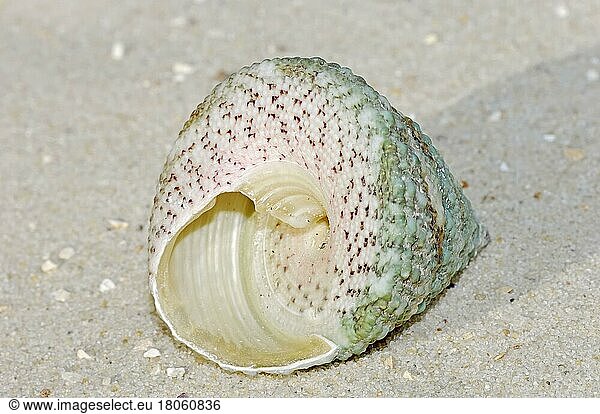 Gyroscopic snail (Tectus pyramis)  pointed gyroscopic snail  snail shell  snail shells