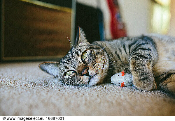 Hübsche getigerte Katze liegt auf dem Teppich neben ihrer Spielzeugmaus