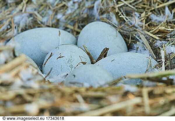 Höckerschwan (Cygnus olor) Eier in einem Vogelnest  Frankonia  Bayern  Deutschland  Europa