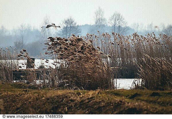 Höckerschwan (Cygnus olor)  Flug  Land  See  Podkarpackie  Polen  Europa