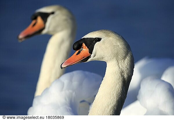 Höckerschwan (cygnus olor)  Wildtiere