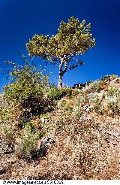 Hügel  Kiefer  Pinus sylvestris  Kiefern  Föhren  Pinie  León  Spanien