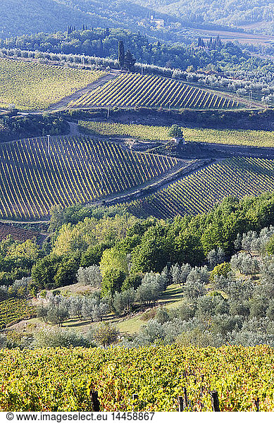 Hügelige ländliche Landschaft  Panzano  Toskana  Italien