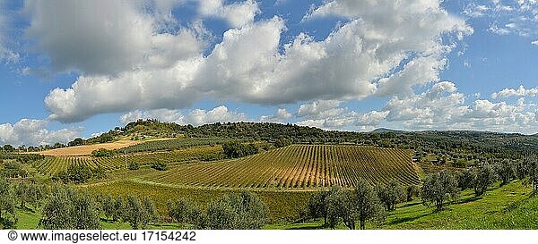 Hügellandschaft mit Weinbergen und Olivenbäumen bei Siena in der Toskana  Italien