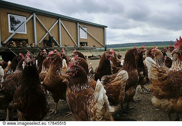 Hühner eines Bio-Bauernhof in Freilaufhaltung bei Buchendorf in Oberbayern  Deutschland  Europa