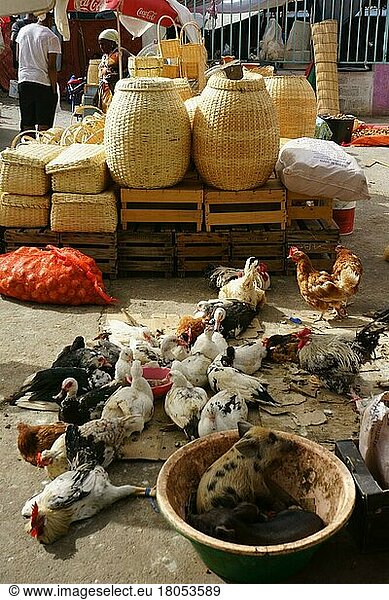 Hühner  Enten  Ferkel und Korbwaren auf dem Sucupira Markt  Praia  Santiago  Kap Verdische Inseln  Cabo Verde  Kap Verde  Afrika