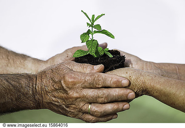 Hände eines alten Mannes und einer alten Frau halten einen Topf mit Minze  Ökologiekonzept