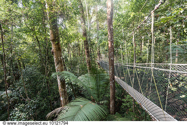 Hängebrücke im Dschungel  Kuala Tahan  Nationalpark Taman Negara  Malaysia  Asien