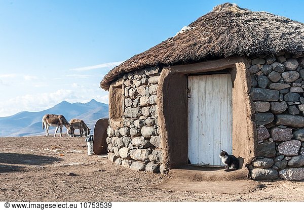 Hütte Esel frontal Dorf Vordach 2 Afrika grasen Lesotho