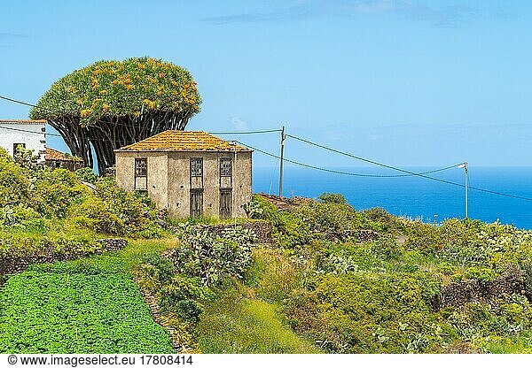 Häuser und Drachenbäume im Dorf El Tablado  Insel La Palma  Kanarische Inseln  Spanien  Europa