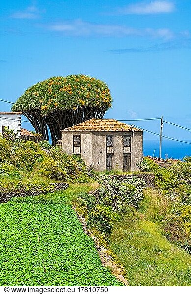Häuser und Drachenbäume im Dorf El Tablado  Insel La Palma  Kanarische Inseln  Spanien  Europa