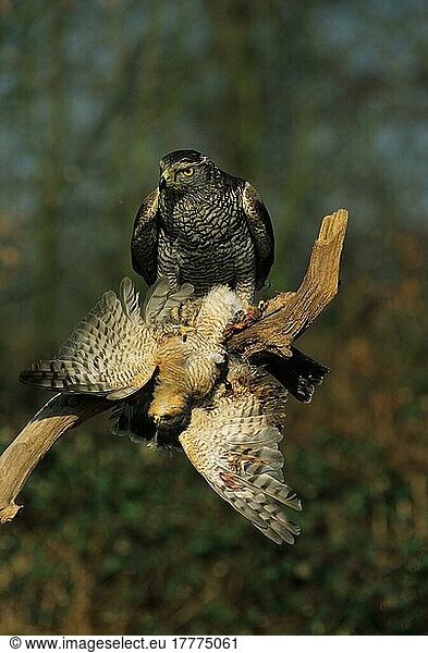 Habicht  Habichte (Accipiter gentilis)  Greifvögel  Tiere  Vögel  Goshawk (S) Male with prey  male Sparrowhawk  mixed woodland FL001728