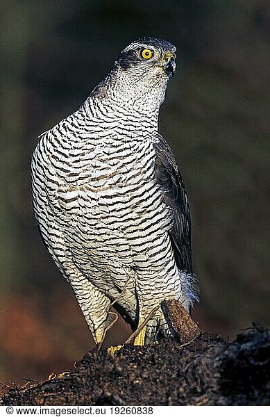 Habichte (Accipiter gentilis) erreichen eine Flügelspannweite von 89  122cm (Huehnerhabicht) (Foto Habicht Weibchen auf einem Wurzelteller)  Northern Goshawk has a wingspan from 89 to 122cm (Goshawk) (Photo Northern Goshawk female on a tree root)