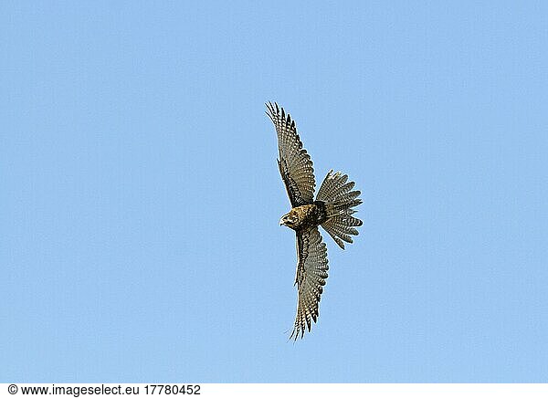 Habichtfalke (Falco berigora)  Habichtfalken  Falke  Greifvögel  Tiere  Vögel  Brown Falcon adult  in flight  Queensland  Australia