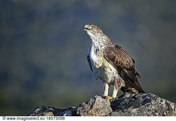 Habichtsadler (Aquila fasciata)  Extremadura  Spanien  Europa