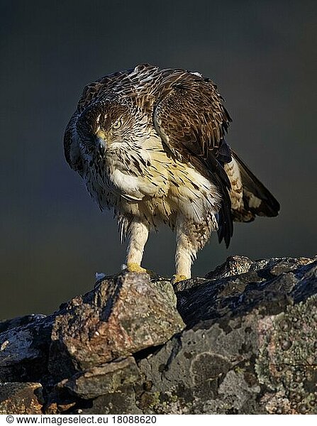 Habichtsadler (Aquila fasciata)  Extremadura  Spanien  Europa