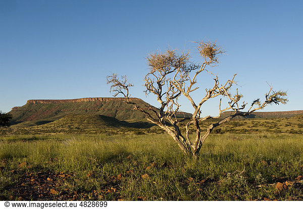 Habitat um die Etendeka Mountains nahe Palmwag  Namibia  Afrika