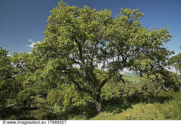 Habitus der algerischen Eiche (Quercus canariensis)  wächst im alten Dehesa-Habitat  Sierra de Grazalema  Provinz Cádiz  Spanien  April  Europa