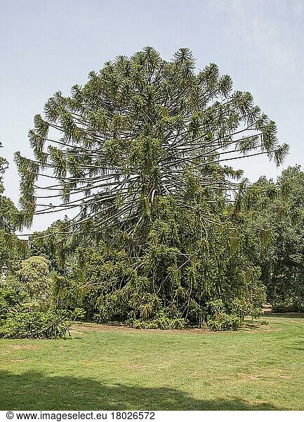 Habitus der Bunya-Kiefer (Araucaria bidwillii)  eingetragen im 'Register of Significant Trees'  Botanischer Garten Ballarat  Victoria  Australien  Februar  Ozeanien