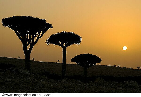 Habitus des Drachenblutbaums (Dracaena cinnabari)  Silhouette bei Sonnenuntergang  Sokotra  Jemen  April  Asien