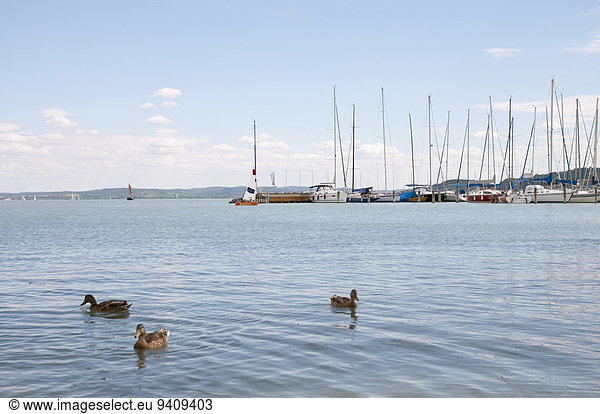 Hafen See Hintergrund Ente Plattensee Ungarn