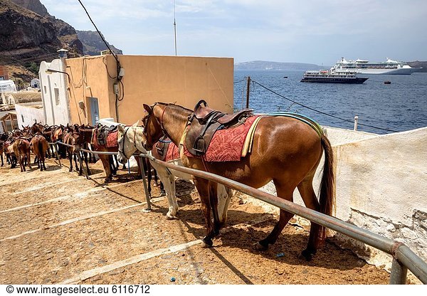 Hafen  warten  Tourist  Maultier  Santorin  Fira  Griechenland  alt