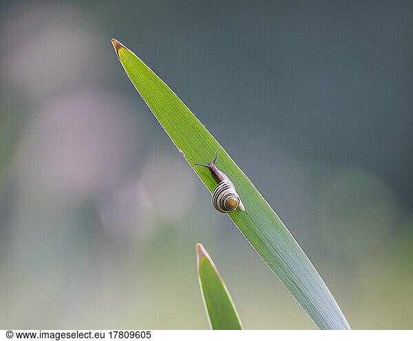 Hain-Bänderschnecke (Cepaea nemoralis)  Deutschland  Europa