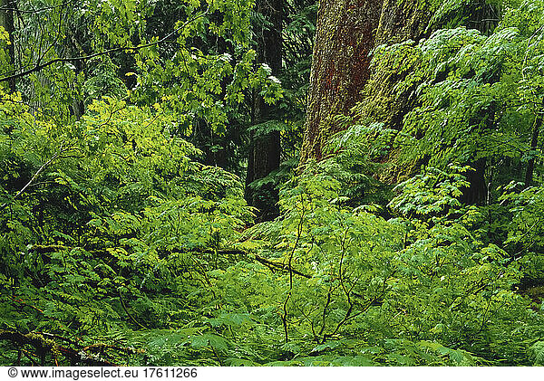 Hain der Patriarchen Mount Rainier National Park Washington  USA