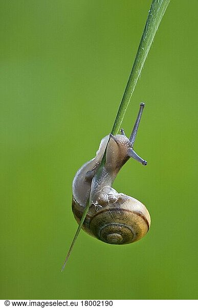 Hain snail  Hain snails  Hain ribbon snail  Hain ribbon snails  Black-mouthed ribbon snail  Black-mouthed ribbon snails  Black-mouti