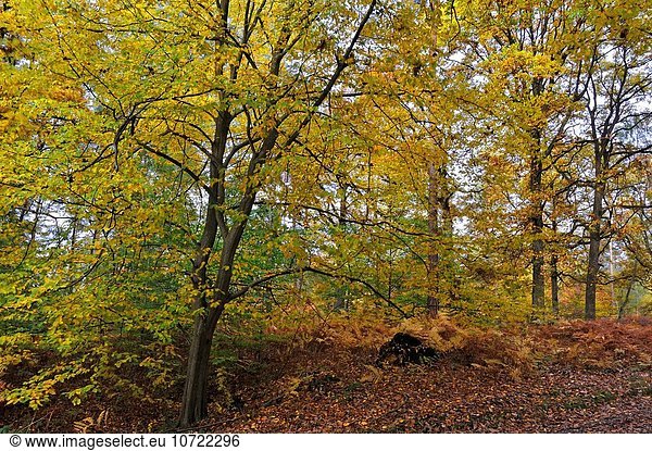 Hainbuche Carpinus betulus Frankreich Europa Baum Wald Geographie