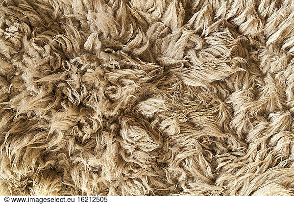 Hair of sheep  close up