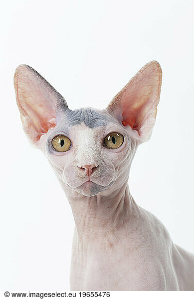 Hairless cat portrait looking at viewer on white backdrop