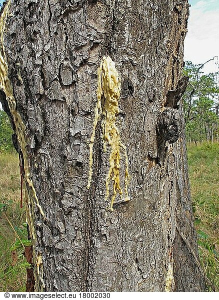 Hairy-leaved resin tree (Dipterocarpus alatus) Close-up of stem with resin escaping naturally  Prey Veng  Cambodia  Asia