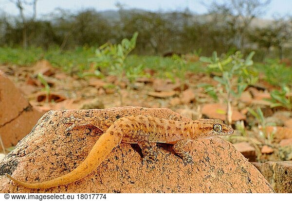 Halbfingergecko  Halbfingergeckos  Andere Tiere  Gecko  Reptilien  Tiere  Arabian Leaf-toed Gecko (Hemidactylus homoeolepis) adult  resting on rock in habitat  Socotra  Yemen