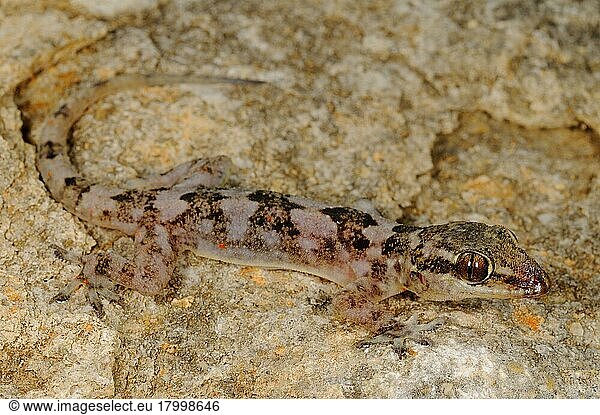 Halbfingergecko  Halbfingergeckos  Andere Tiere  Gecko  Reptilien  Tiere  Grant's Leaf-toed Gecko (Hemidactylus granti) adult  camouflaged on rock  Socotra  Yemen  march
