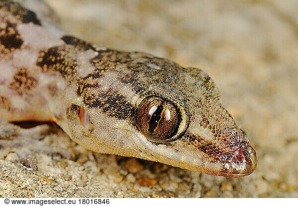 Halbfingergecko  Halbfingergeckos  Andere Tiere  Gecko  Reptilien  Tiere  Grant's Leaf-toed Gecko (Hemidactylus granti) adult  close-up of head  Socotra  Yemen  march