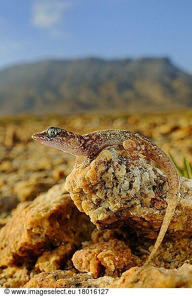 Halbfingergecko  Halbfingergeckos  Andere Tiere  Gecko  Reptilien  Tiere  Sharpnose Leaf-toed Gecko (Hemidactylus oxyrhinus) adult  standing on rocks in desert habitat  Abd el-Kuri Island  Socotra  Yemen  april