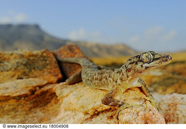 Halbfingergecko  Yemen  april  Halbfingergeckos  Andere Tiere  Gecko  Reptilien  Tiere  Socotra Leaf-toed Gecko (Hemidactylus forbesii) adult  standing on rocks in desert habitat  Abd el-Kuri Island