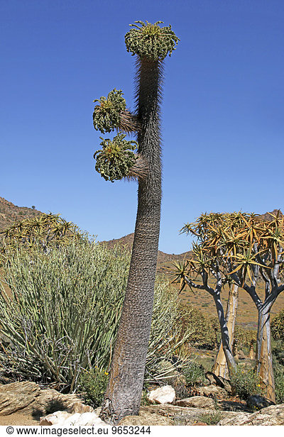 Halbmensch-Pflanze (Pachypodium namaquanum) und Köcherbäume (Aloe dichotoma)  Goegab-Naturschutzgebiet  Provinz Nordkap  Südafrika